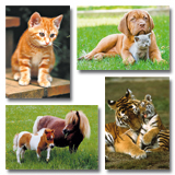 Dieren foto's
